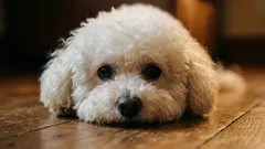 Menos pêlos de animais em casa: as 5 raças de cães que menos soltam pêlo