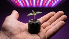 Por que as plantas sofrem com vasos grandes e como escolher o tamanho certo