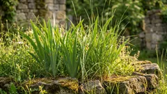 Planto estas mudas em março e tenho uma colheita abundante no outono