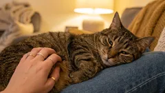 Erro do dono: pensar que ronronar significa sempre felicidade